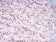 HIST2H4A(20Me) Primary Antibody MP30885 [M3E7H2]