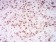 HIST2H4A(20Me) Primary Antibody MP30886 [M3E7D9]