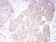 SK2 Primary Antibody MP30887 [M3C8D3]