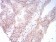 SK2 Primary Antibody MP30887 [M3C8D3]