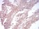 SK2 Primary Antibody MP30888 [M9C5E1]
