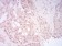 SIRT7 Primary Antibody MP30893 [M1E2G10]