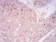 SIRT7 Primary Antibody MP30893 [M1E2G10]