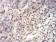 HIST2H3C(27Ac) Primary Antibody MP30900 [M2D7B3]