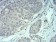 MECP2 Primary Antibody MP30905 [M8H4A5B9]
