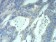 MECP2 Primary Antibody MP30905 [M8H4A5B9]