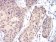 RAD23A Primary Antibody MP30906 [M3E3F4]
