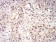 RAD23A Primary Antibody MP30906 [M3E3F4]