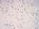 mTOR Primary Antibody MP30910 [M8H5A5]