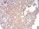 mTOR Primary Antibody MP30910 [M8H5A5]