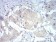 FOXP3 Primary Antibody MP30914 [M4F12A2]