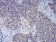 FOXP3 Primary Antibody MP30914 [M4F12A2]
