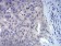 FOXP3 Primary Antibody MP30914 [M4F12A2]