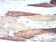 ATG13 Primary Antibody MP30926 [M6B2E12]