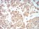 ATG13 Primary Antibody MP30926 [M6B2E12]