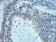 Rab5a Primary Antibody MP30928 [M3H5C11]