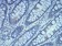 Rab5a Primary Antibody MP30928 [M3H5C11]