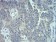 Rab5a Primary Antibody MP30929 [M2E8B11]