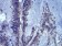 LEF1 Primary Antibody MP30932 [M1A4B11]