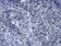 LEF1 Primary Antibody MP30932 [M1A4B11]