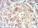 PRDM4 Primary Antibody MP30934 [M4B6E8]