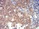 PRDM4 Primary Antibody MP30934 [M4B6E8]