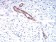 TSHB Primary Antibody MP30942 [M1D12G1]