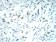 KPNA2 Primary Antibody MP30947 [M1E8B7]