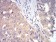 DDX3X Primary Antibody MP30949 [M3B9E3]