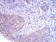 TH Primary Antibody MP30957 [M1B8D2]
