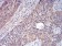 YWHAB Primary Antibody MP30960 [M3D2E10]