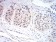 YWHAB Primary Antibody MP30960 [M3D2E10]