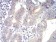 PLCG1 Primary Antibody MP30963 [M3H1C10]
