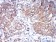 Rab1b Primary Antibody MP30968 [M7A12G2]