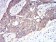 Rab1b Primary Antibody MP30968 [M7A12G2]