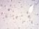 RAD21 Primary Antibody MP30969 [M1B6D1]