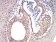 RAD21 Primary Antibody MP30969 [M1B6D1]