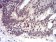RAD50 Primary Antibody MP30977 [M3D2G10]