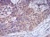 CFHR5 Primary Antibody MP30986 [M3A10A5]