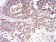 CFHR5 Primary Antibody MP30986 [M3A10A5]