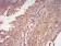 YWHAB Primary Antibody MP30990 [M5B5G10]