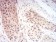 RAN Primary Antibody MP30994 [M8D1H12]