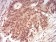 RAN Primary Antibody MP30994 [M8D1H12]