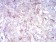 CDH11 Primary Antibody MP30998 [M4E12G10]