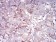 CDH11 Primary Antibody MP30999 [M2C12A6]