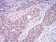 TRAF2 Primary Antibody MP31005 [M5C2C3]