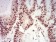 XRN2 Primary Antibody MP31011 [M7C5B10]