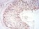 SYN1 Primary Antibody MP31015 [M7H10G6]