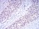 DNMT3A Primary Antibody MP31016 [M4G5F11]