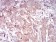 ARF1 Primary Antibody MP31017 [M8D8E9]
